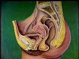 Kadın üreme yolları anatomisi