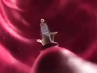 Fantasi Impregnation (animasi)